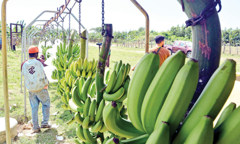 ¿Cuáles provincias dominicanas son las que más exportan?