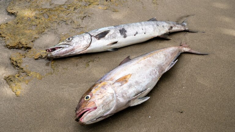 Ministerio de Medio Ambiente investiga mortandad masiva de peces en Río Soco