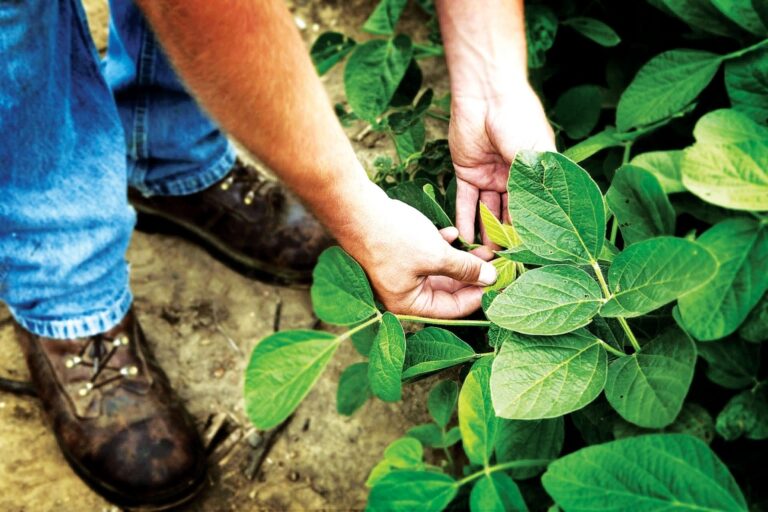 La soya sostenible fortalece la seguridad alimentaria en República Dominicana