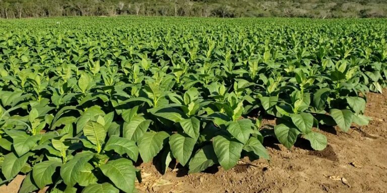 Alcalde de Mao visita instalaciones de empresa productora de tabaco
