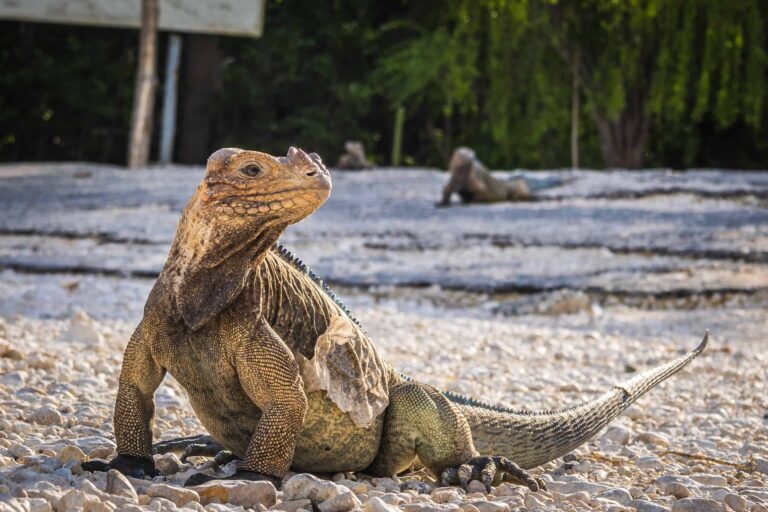 El lago Enriquillo: ¿En qué condición está el gigante de las Antillas?