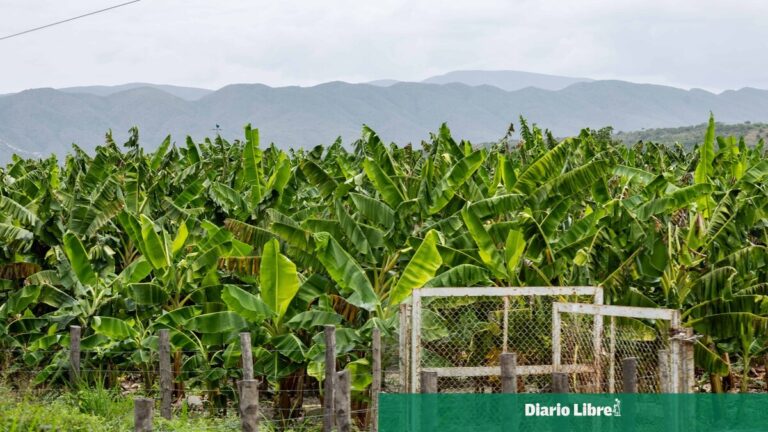 Agricultura dice producción agropecuaria dominicana alcanzó cifras récord en 2025
