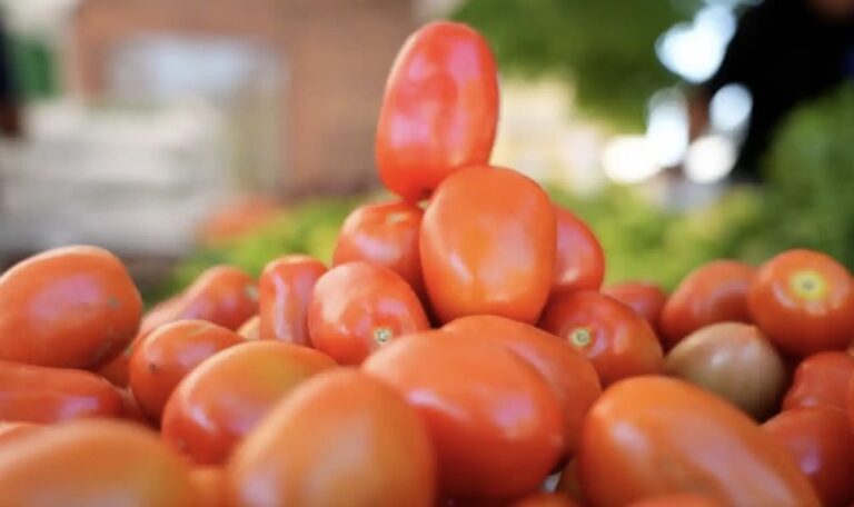Diputados aprueban declarar a Azua como capital del tomate