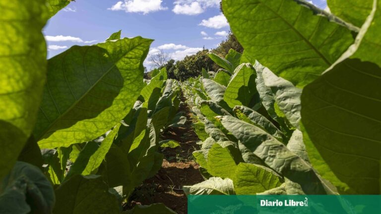 ¿Por qué la República Dominicana aún importa tabaco?