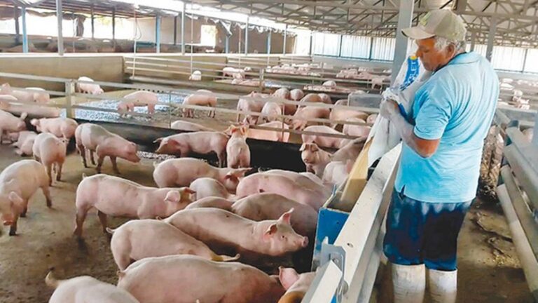 Productores de cerdos del país con el grito al cielo, ¿qué está pasando?