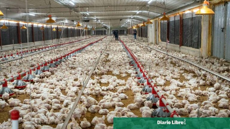 Alza de maíz, soya, fletes y petróleo elevan los costos de la producción avícola