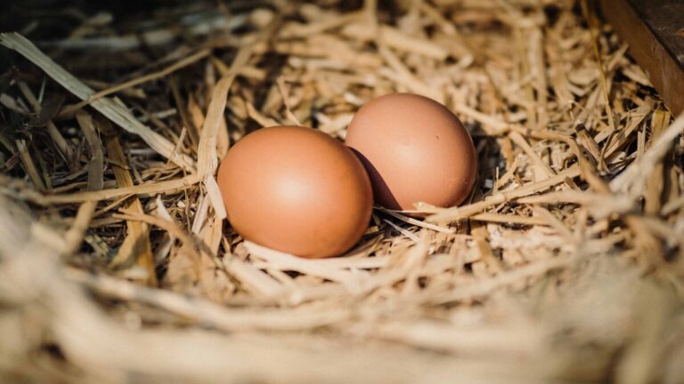 El dominicano promedio consume 320 huevos al año