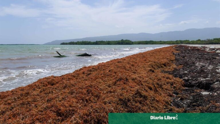 Destinarán US$6.3 millones al financiamiento de proyectos de sargazo en RD