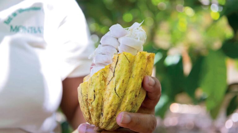 Anuncian la celebración de la sexta versión del Festival del Chocolate Dominicano