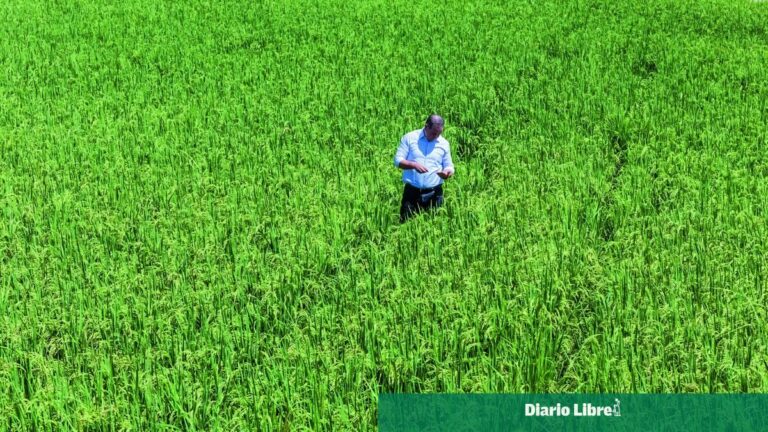 Poder Ejecutivo elimina protección al arroz tras planteamiento de Estados Unidos